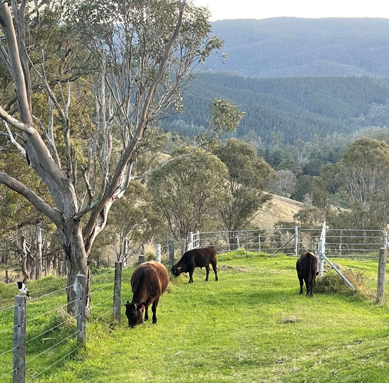 Norman Wagyu Stud - About Norman Wagyu Stud