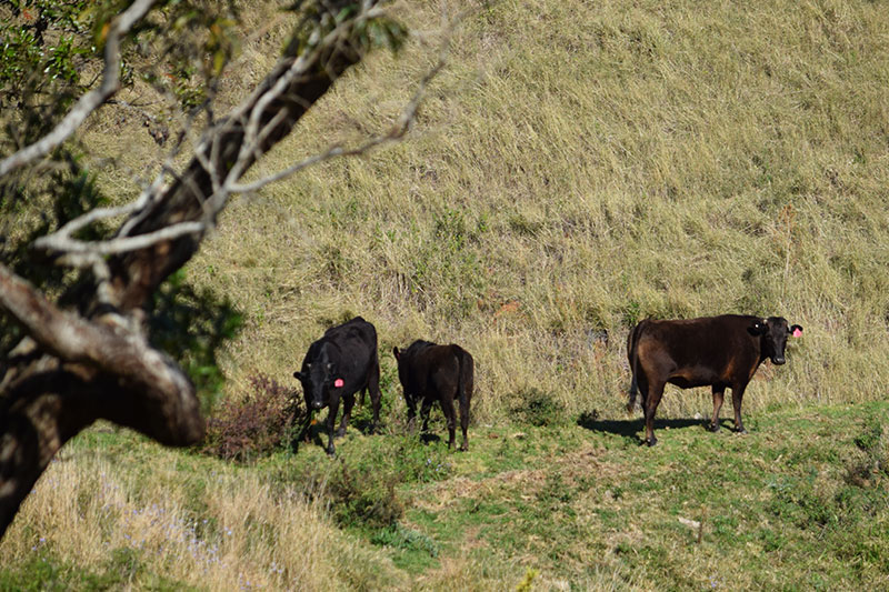 Norman Wagyu Stud - History of Wagyu