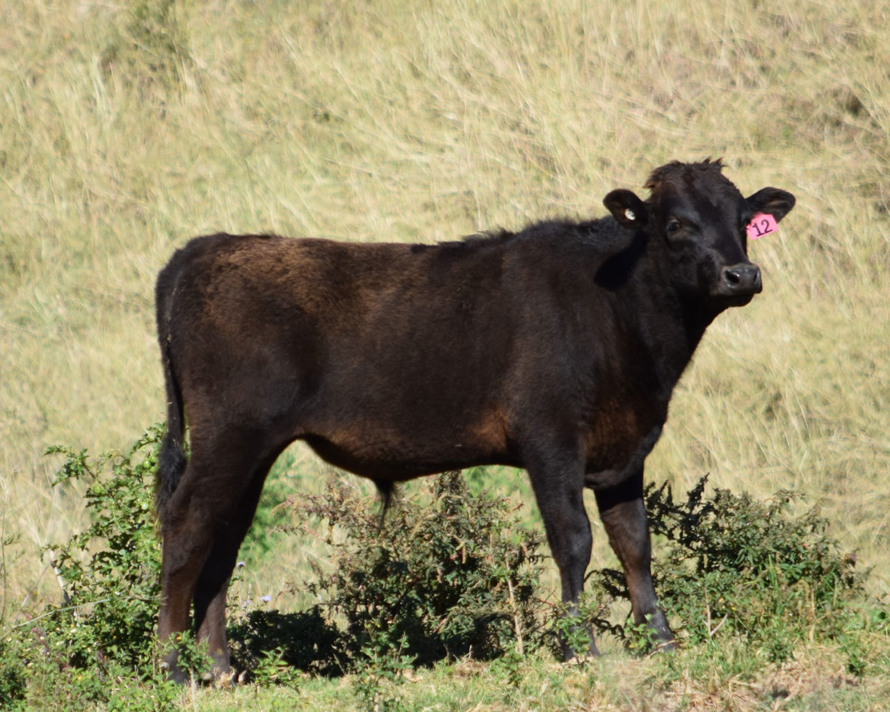 Norman Wagyu SJNFS001 Norman Wagyu Stud